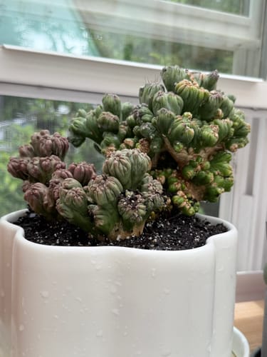 Customer's Ming Thing Cactus with green and purple clusters in a white pot.