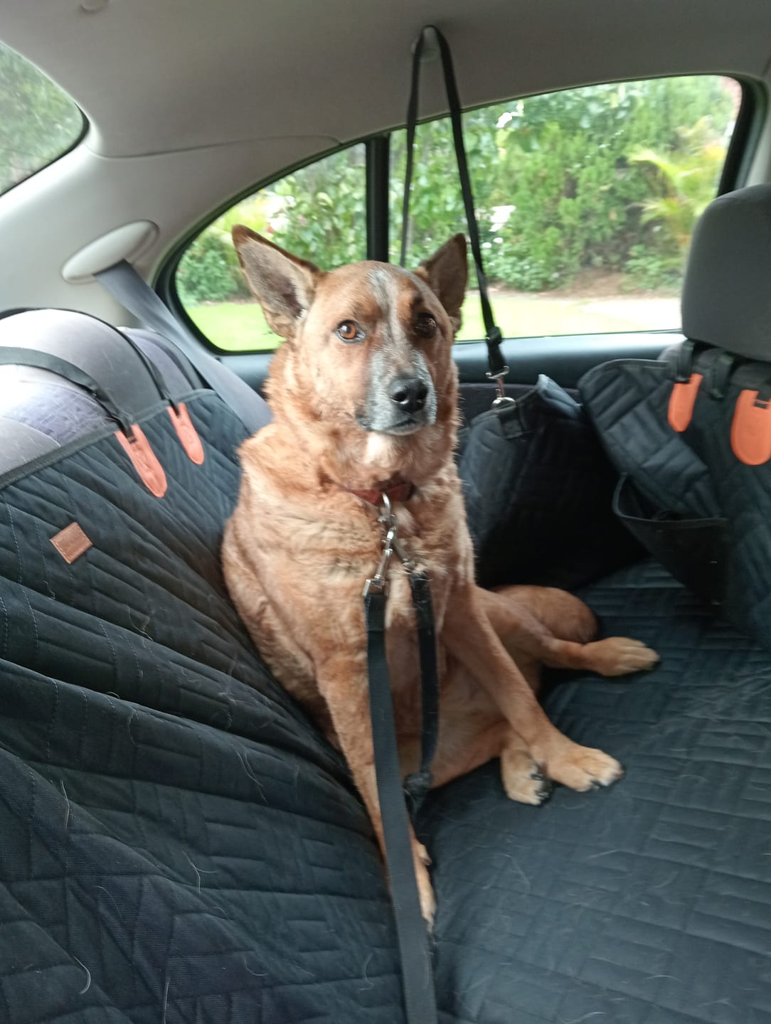 Customer photo review of Companion&Co™ Hard Bottom Car Seat Cover