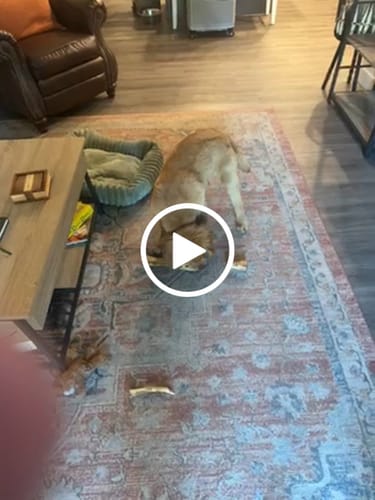 Customer video review of Smoked Beef Marrow Bone
