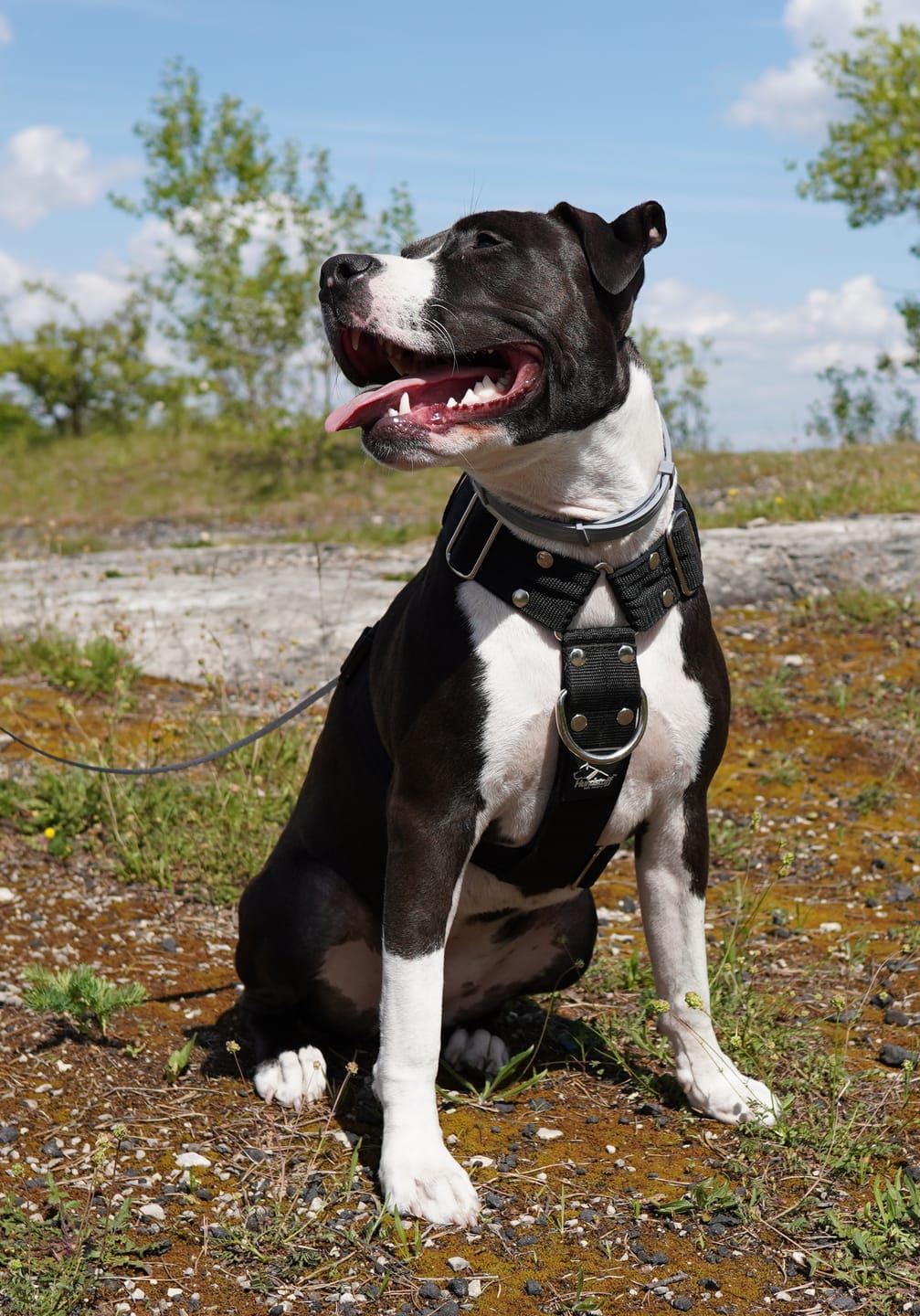 Customer photo review of Szelki z szybką klamrą - Easy Walk Extreme Czarne