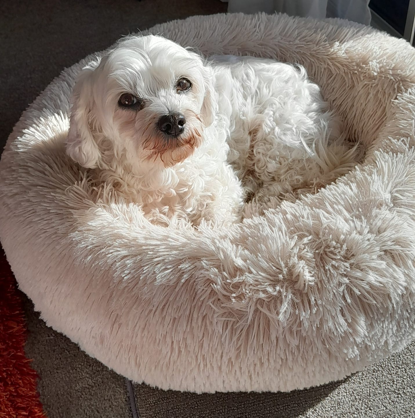 Customer photo review of Yours Droolly Duck Sticks Dog Treats