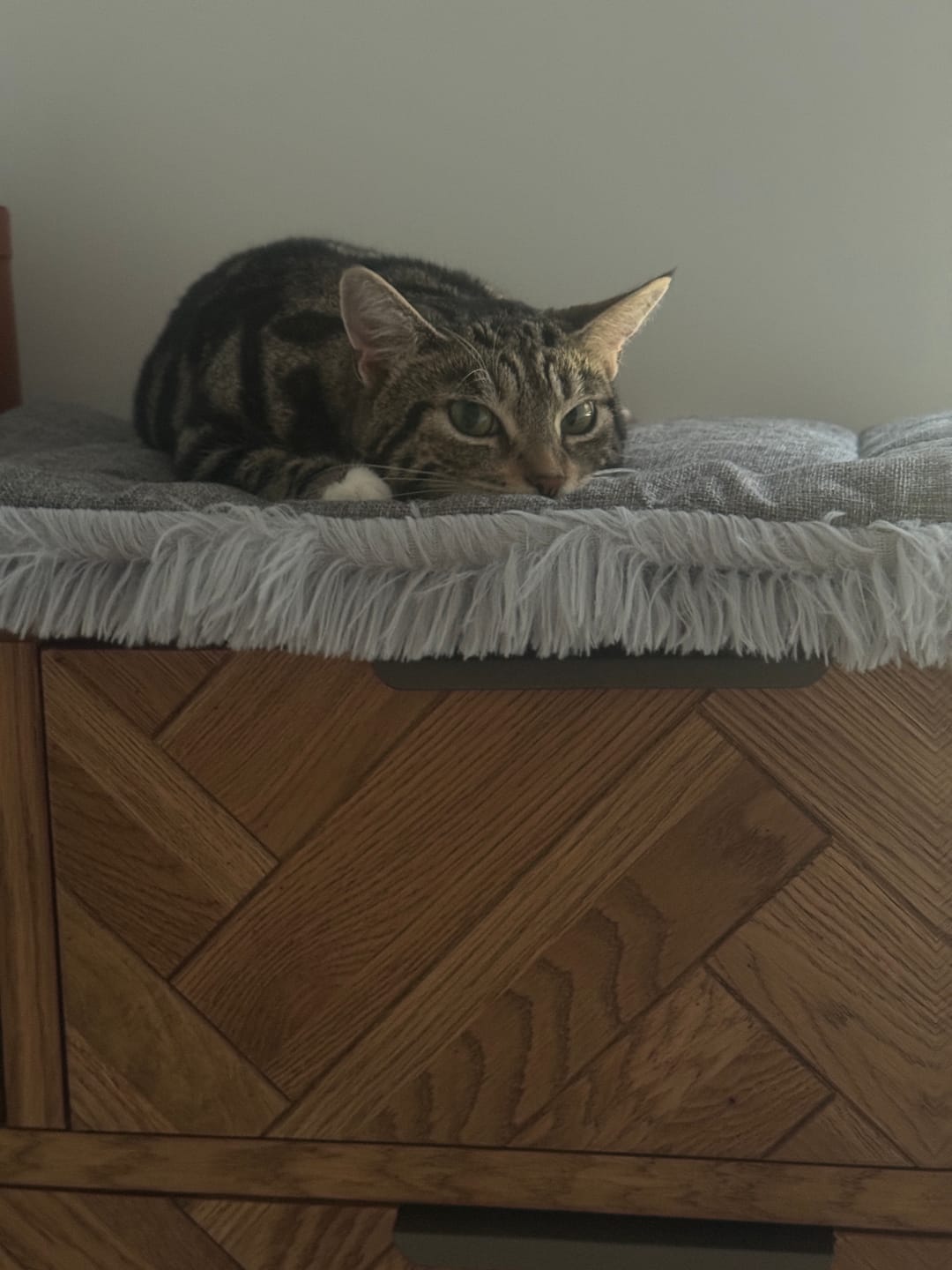 Customer photo review of 2-in-1 Soothing Cat Bed