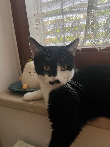Ein Kunde zeigt seine schwarz-weiße Katze, die zufrieden auf einer Fensterbank sitzt.