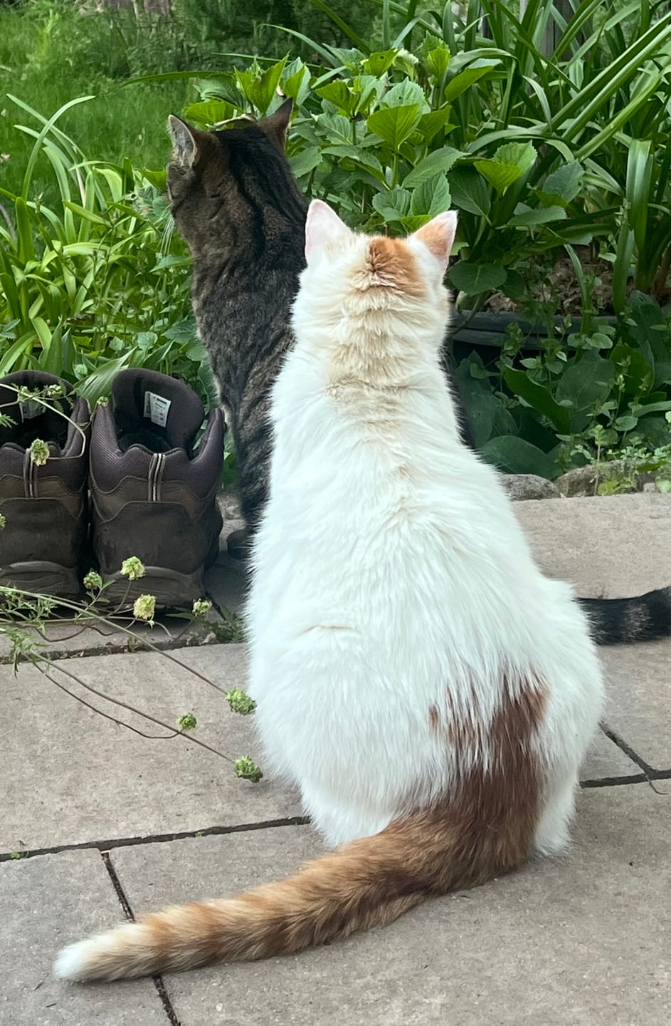 Customer photo review of Zpot-on für Katzen gegen Zecken, Flöhe, Milben & Mücken [Jahresvorrat]