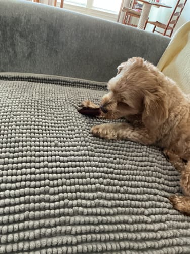 Customer's fluffy dog lying on a couch and chewing a Hickory Smoked Bully Stick.