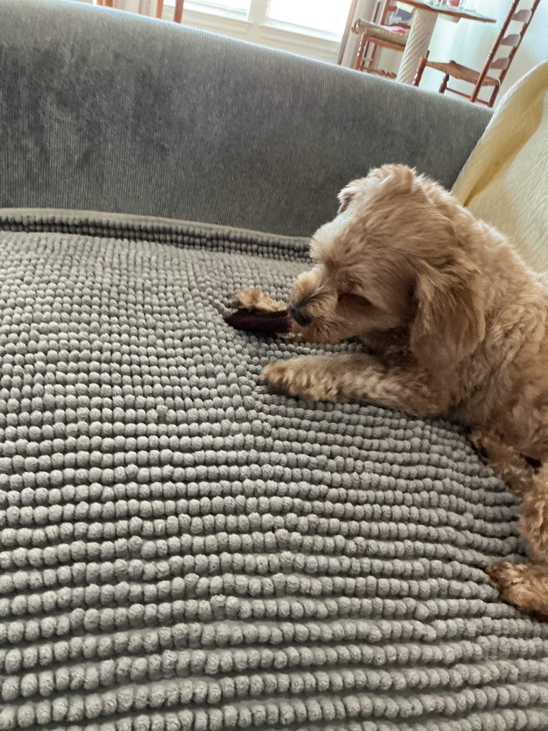 Customer photo review of Hickory Smoked Bully Sticks