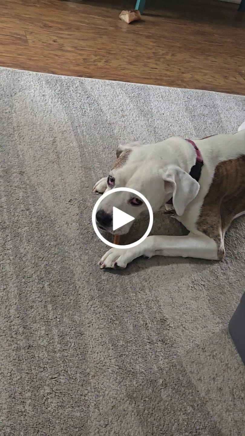 Customer video review of 6" Thin Smoked Bully Sticks