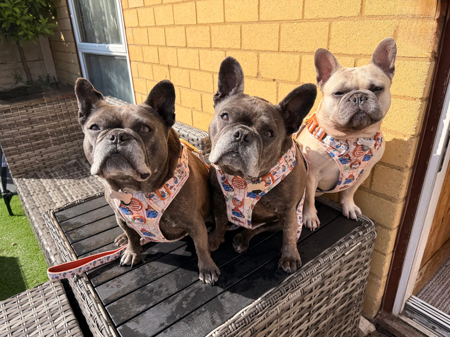 Customer photo review of Paddington™ Tough Trails™ Harness - Peckish Paddington