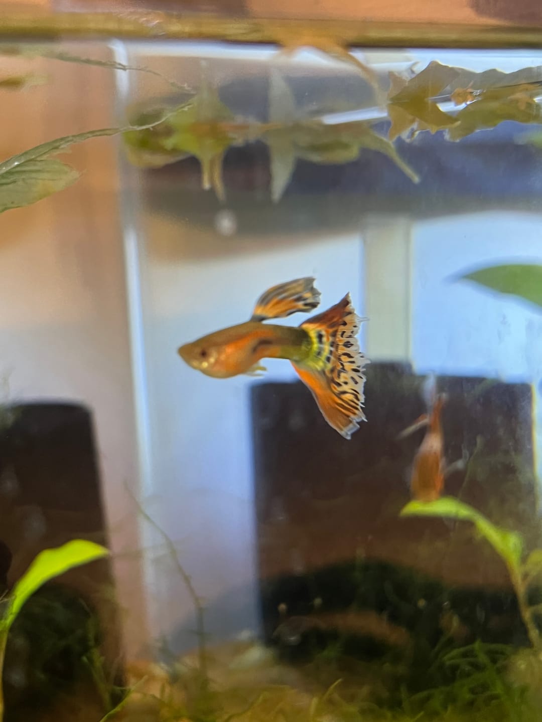 Customer photo review of Lisa's Rainbow Guppies (Poecilia reticulata) (HOME BRED PAIR 1M, 1F)