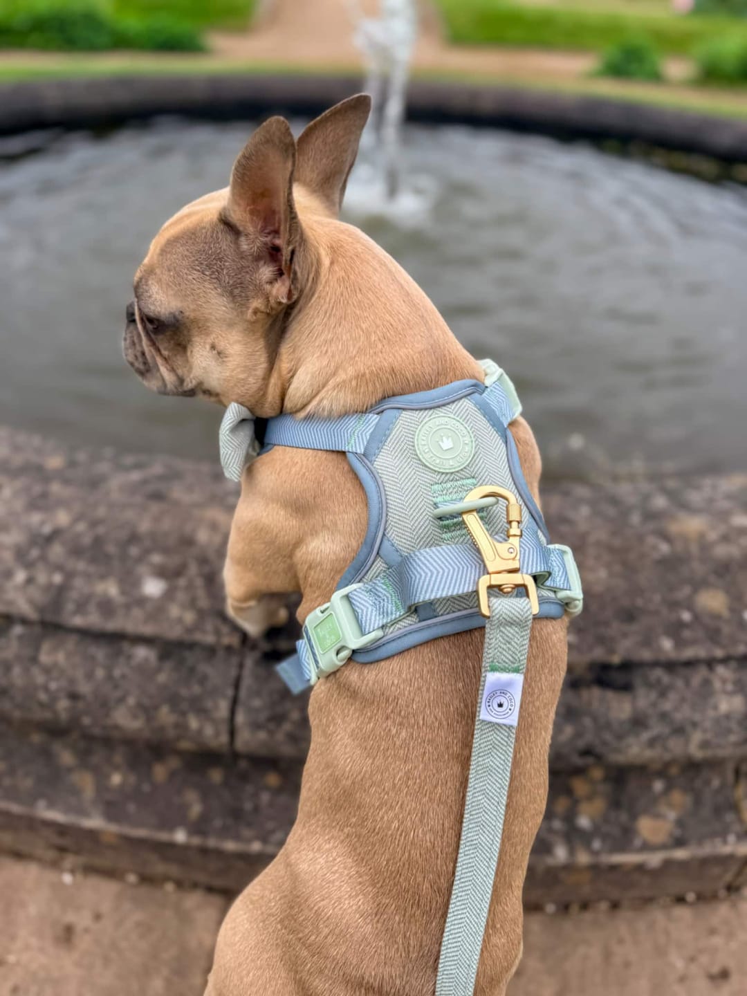 Customer photo review of Trail & Glow Tweed Dog Harness & Lead Set - Colour Drops - Sage Tweed