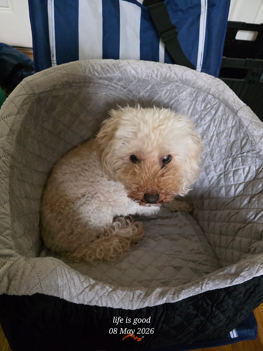 Customer photo review of Dog Car Booster Seat