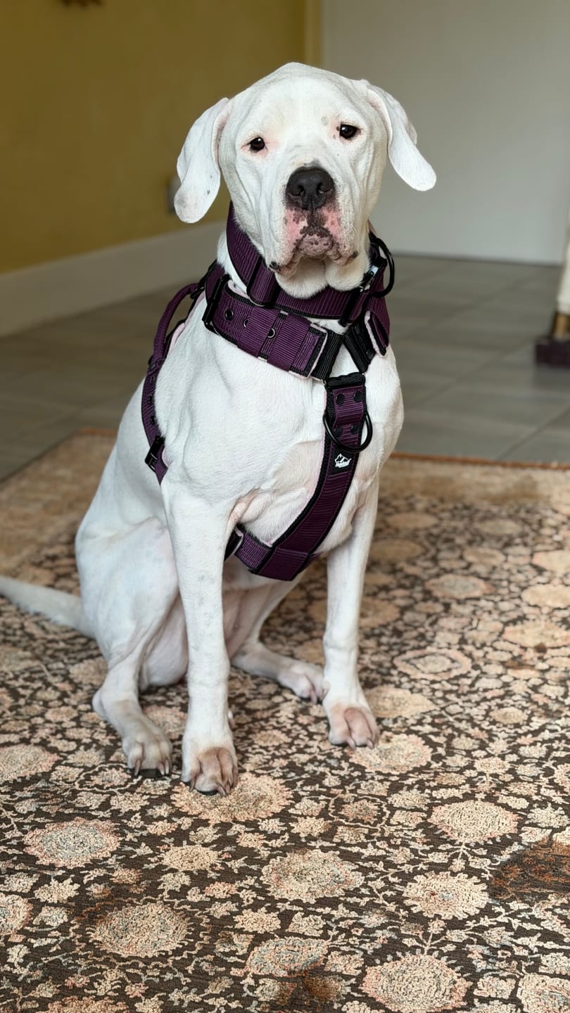 Customer photo review of Easy Walk Black Edition Plum - Sele med handtag