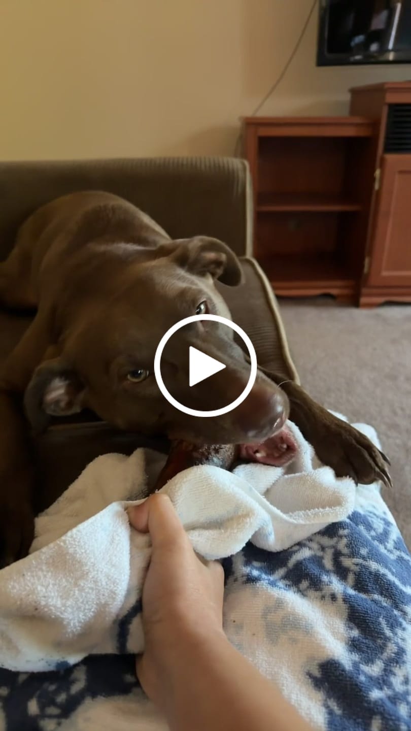 Customer video review of Large Dog Spring Treat Bundle (41+ lbs)