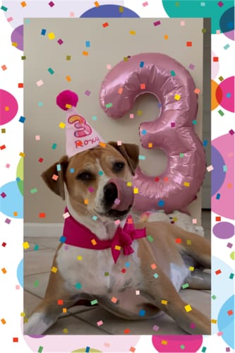 Customer photo review of Standard Personalized Dog Party Pack