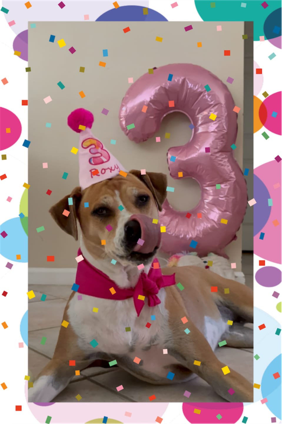 Customer photo review of Standard Personalized Dog Party Pack