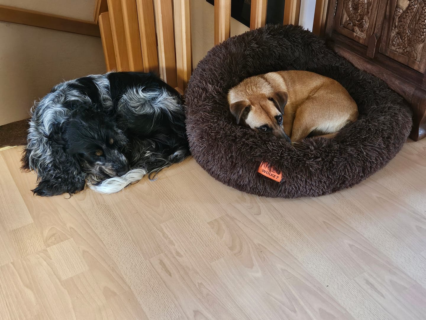 Customer photo review of Puppery Hundebett Wolke 7 - Das Original