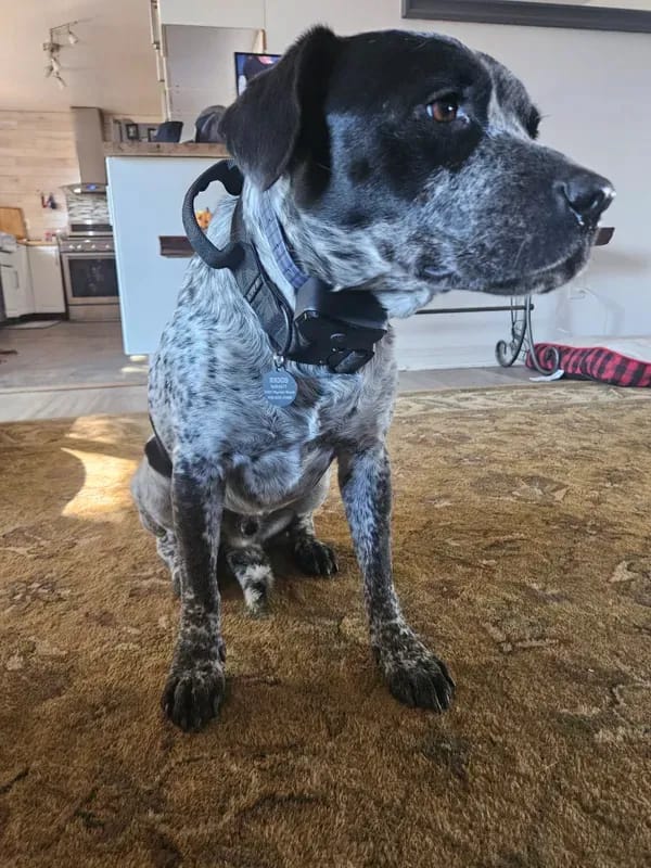 Customer photo review of PawTronic Pro Series 2 - Wireless GPS Dog Fence