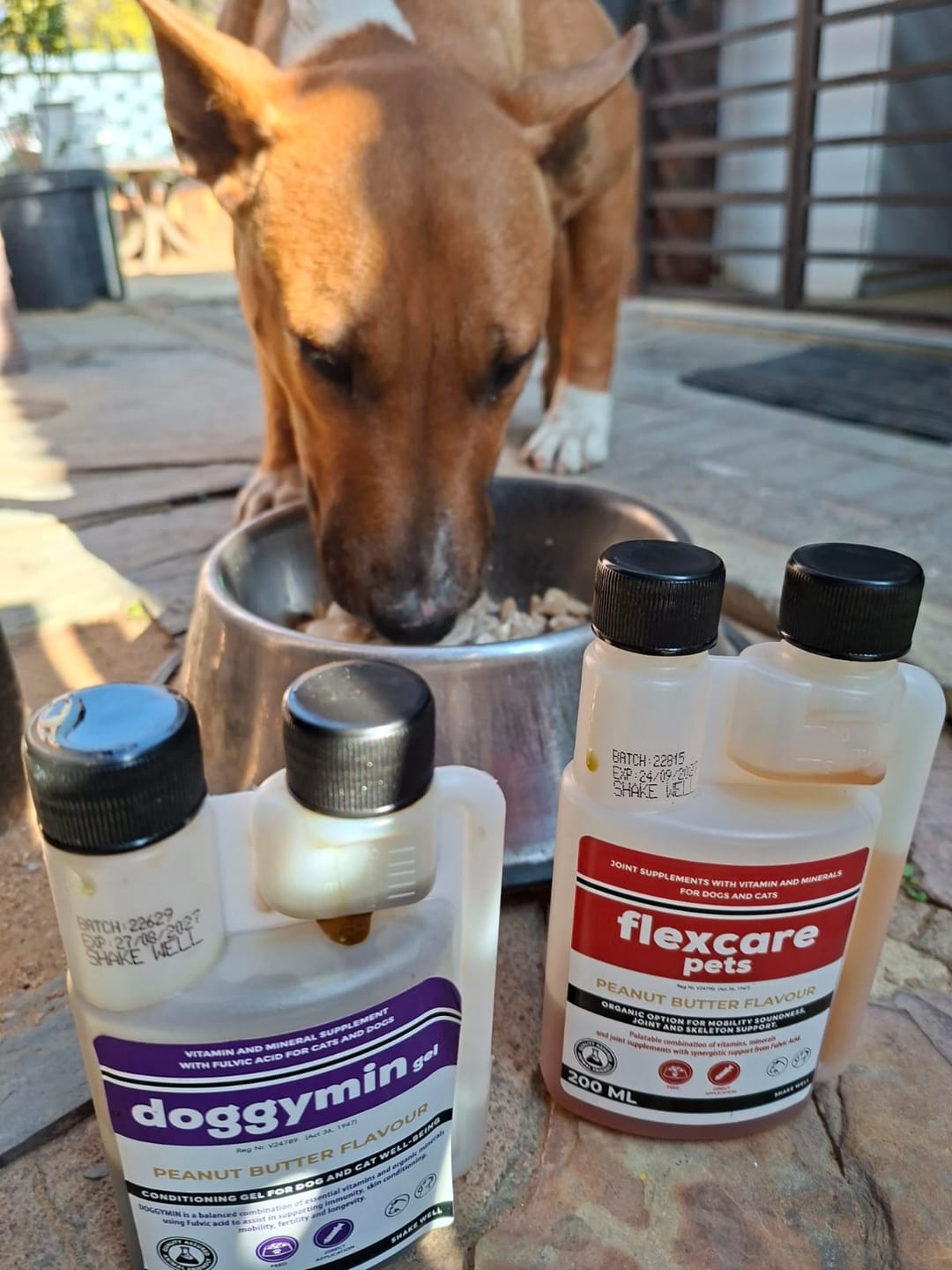 Customer photo review of Doggymin (Skin & Immunity Support For Dogs)