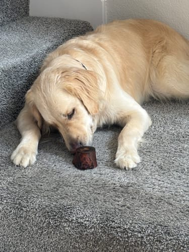 Customer's golden retriever lying on grey carpeted stairs with a Smoked Beef Marrow Bone.