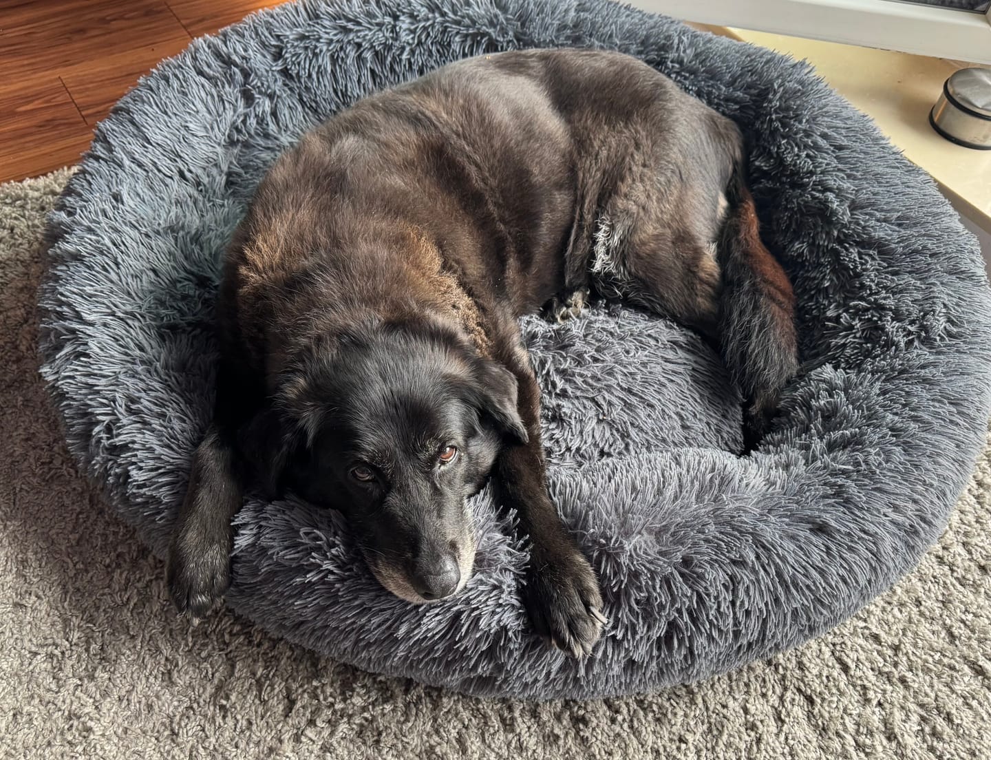 Customer photo review of Puppery Hundebett Wolke 7 - Das Original