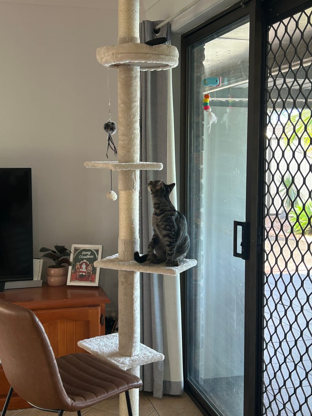 Customer photo review of Floor to Ceiling Cat Tree 230-275cm