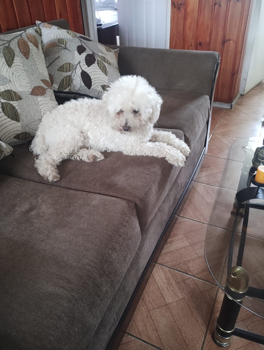 Customer photo review of PetFamily Foods Razas Pequeñas