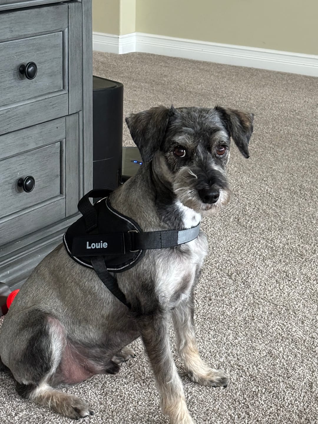 Customer photo review of Dogshood ™