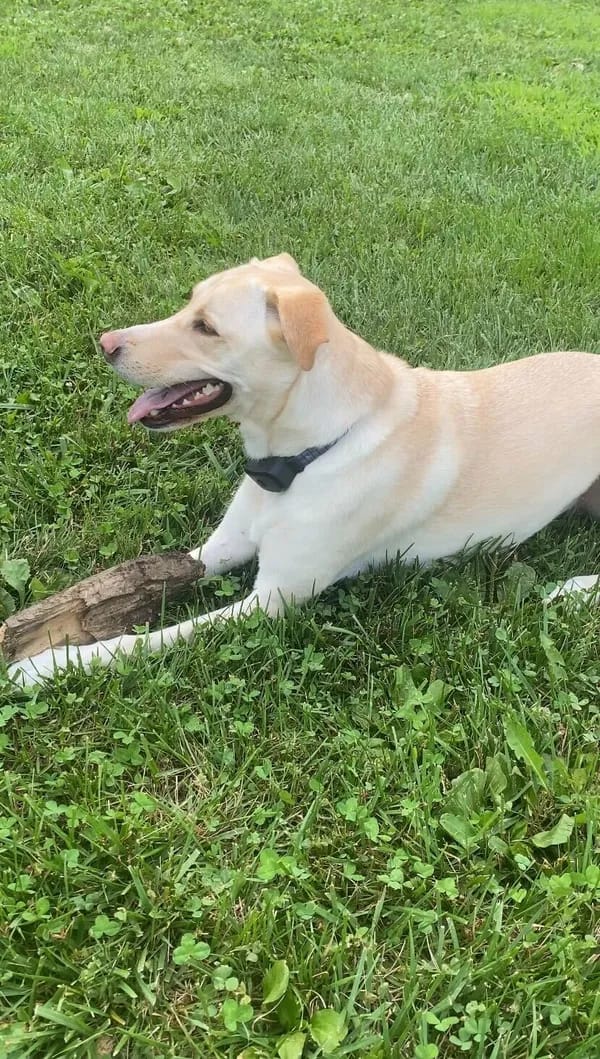 Customer photo review of PawTronic Pro Series 2 - Wireless GPS Dog Fence