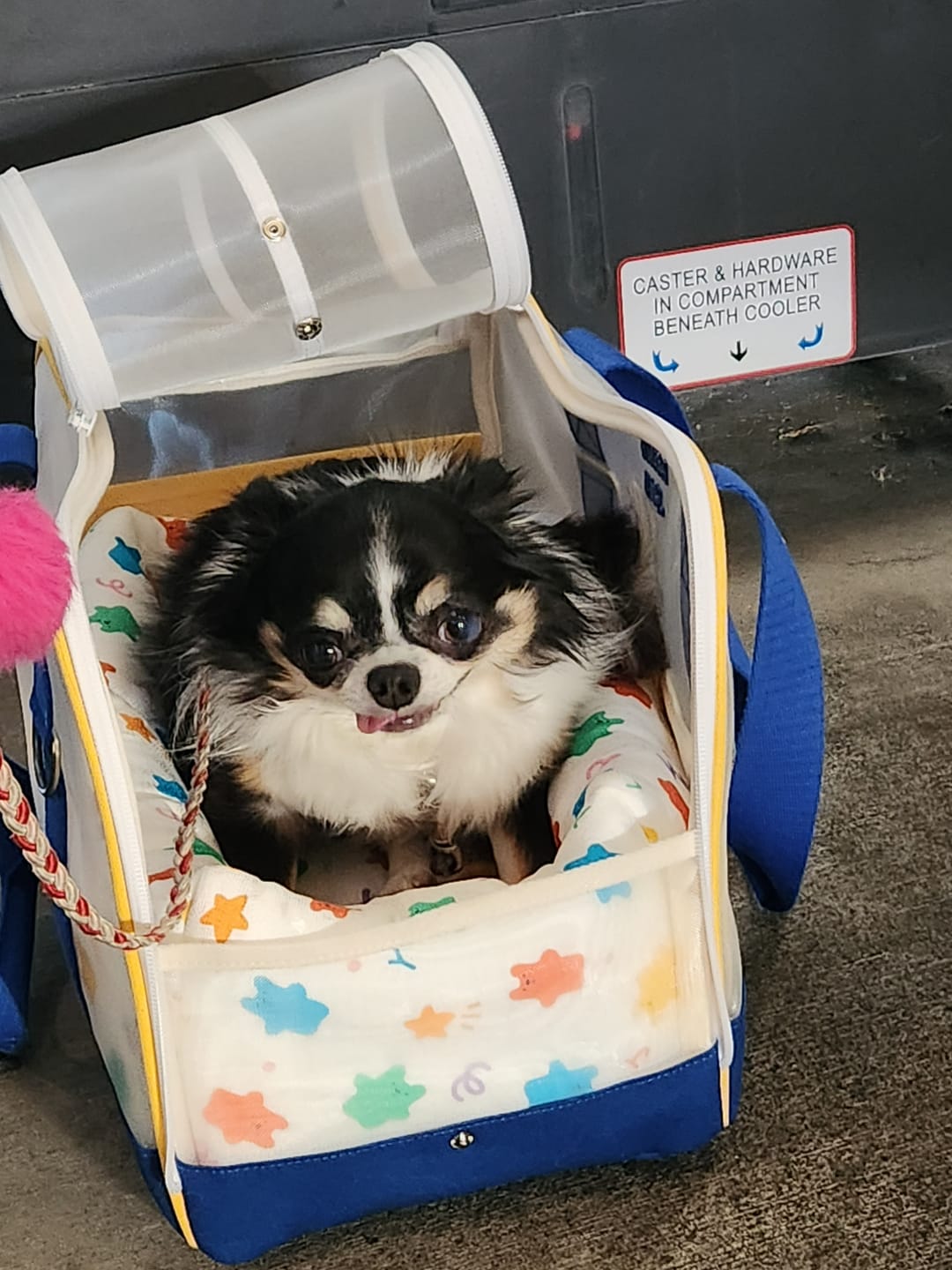 Customer photo review of Windy Pet Carrier (4 colors)