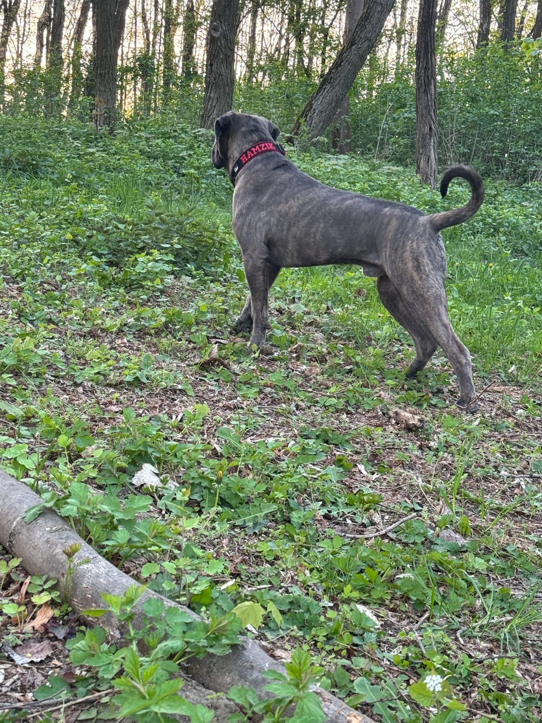 Customer photo review of Półzaciskowa obroża dla psa z imieniem - Personal Martingale
