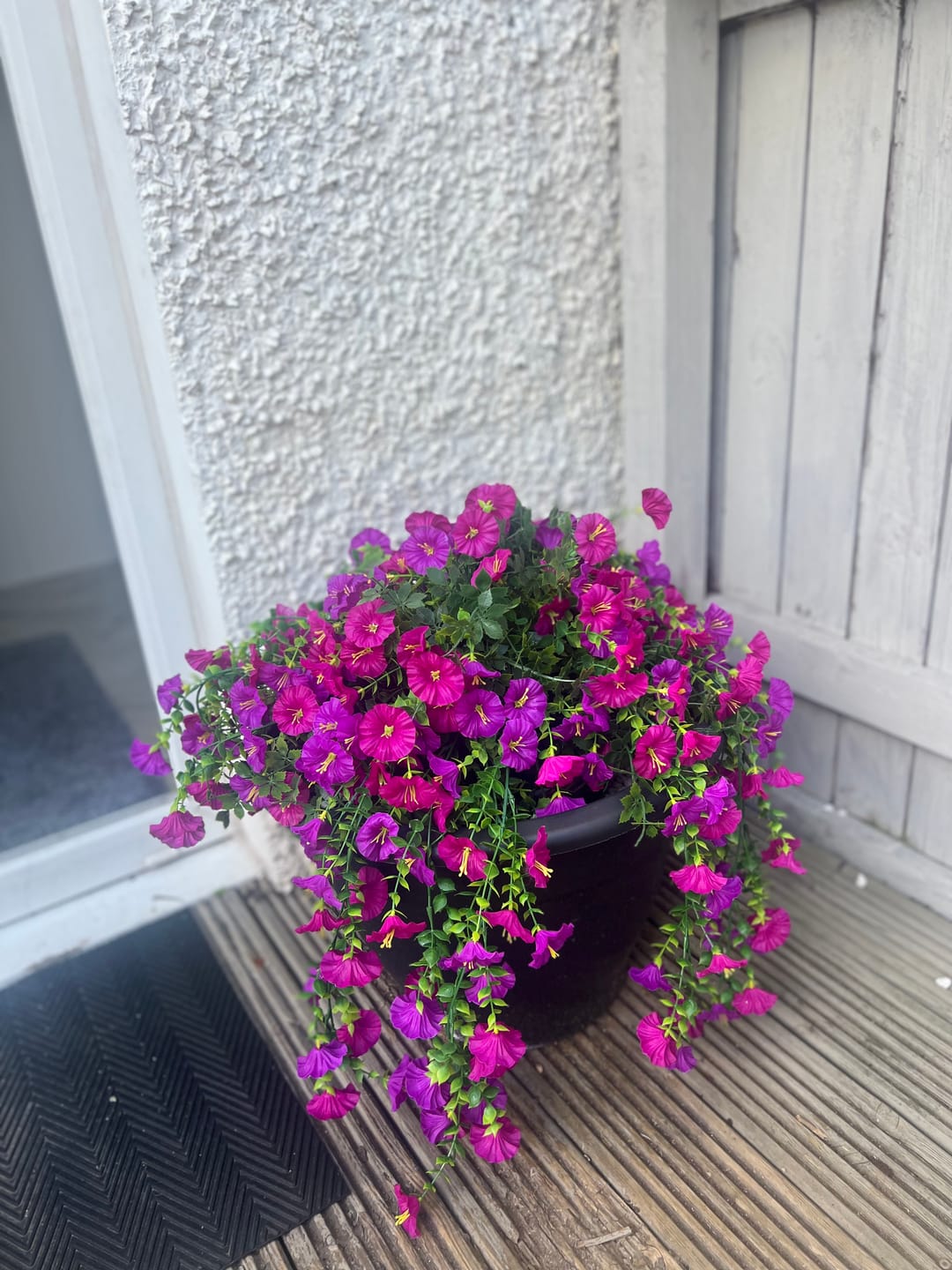 Customer photo review of Outdoor Hanging Petunia Basket - Purple