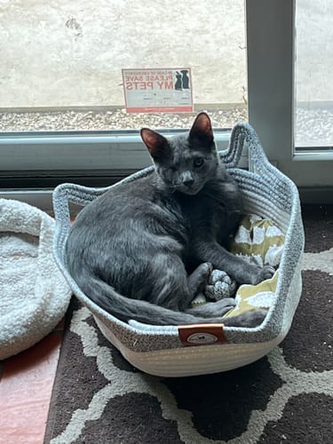 Customer photo review of Instinct Basket | Meet the first research-backed natural territory for indoor cats