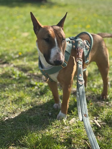 Customer photo review of Szelki z szybką klamrą - Easy Walk Extreme Rose Pastel Green