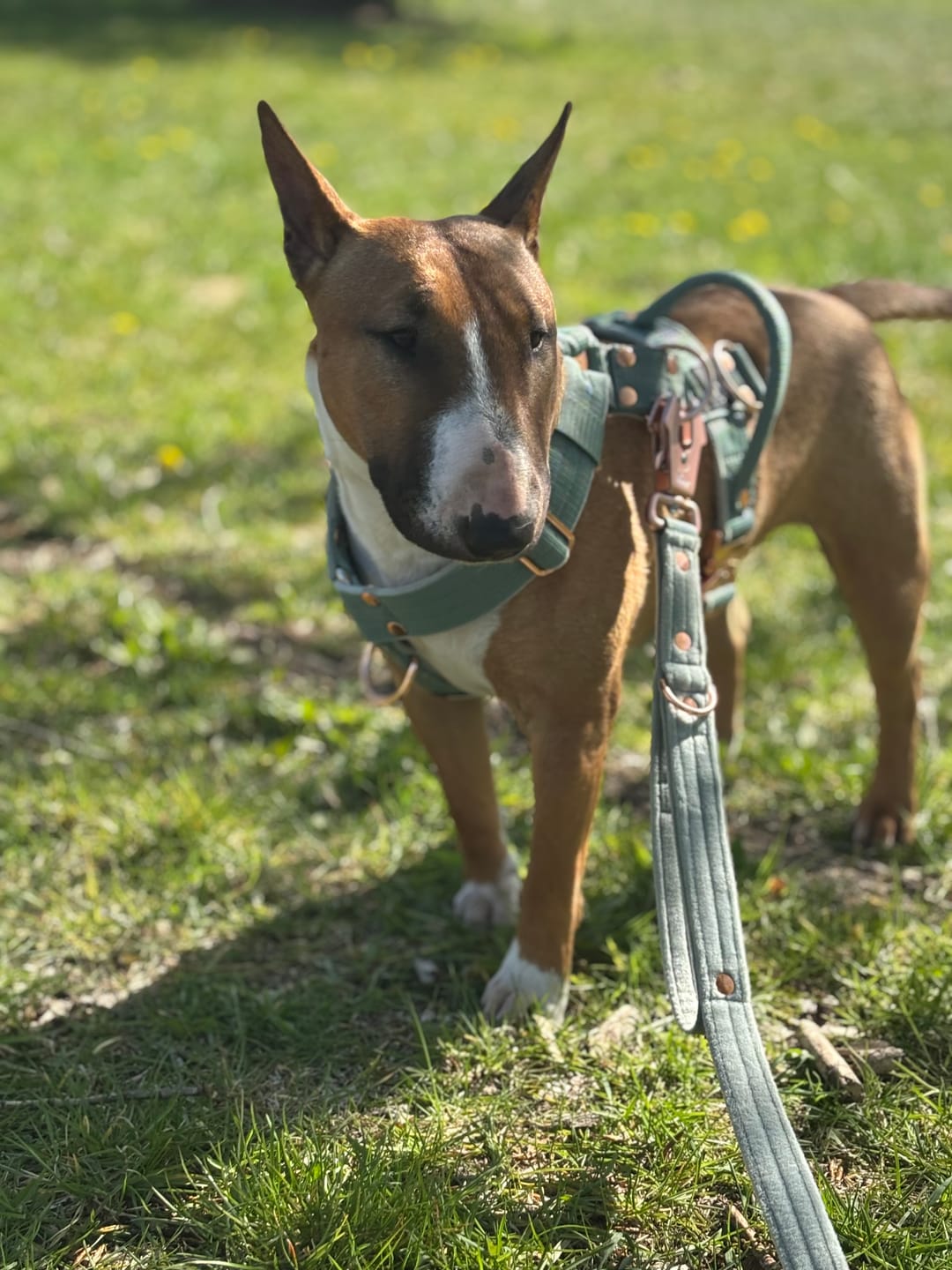 Customer photo review of Szelki z szybką klamrą - Easy Walk Extreme Rose Pastel Green