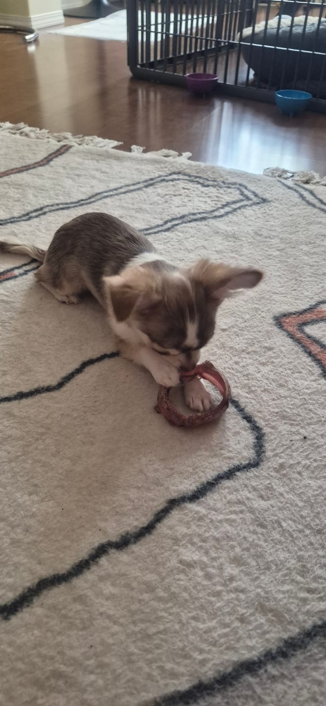 Customer photo review of Small Bully Stick Ring