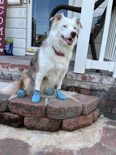 Customer photo review of WagWellies® Sport