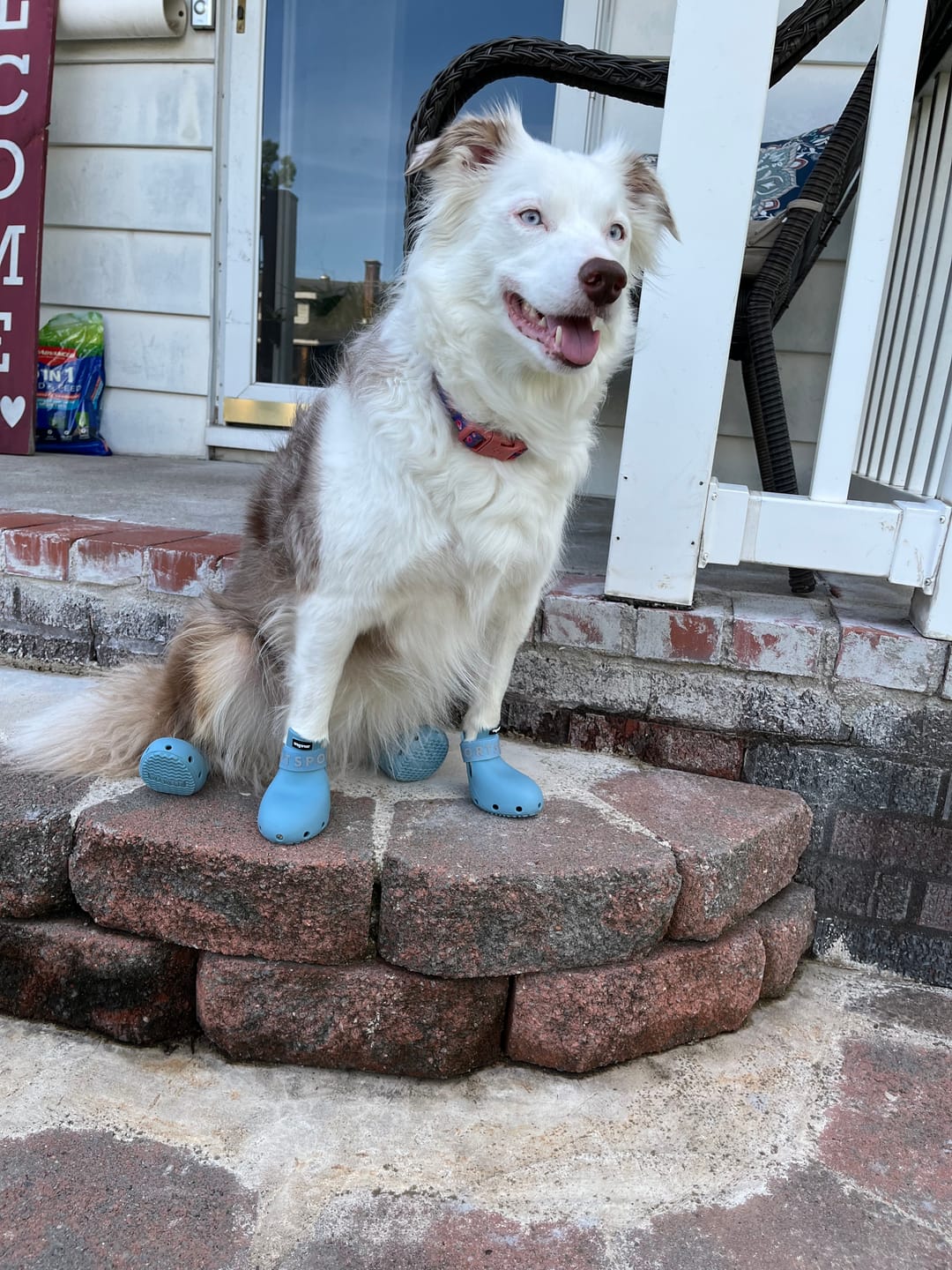 Customer photo review of WagWellies® Sport