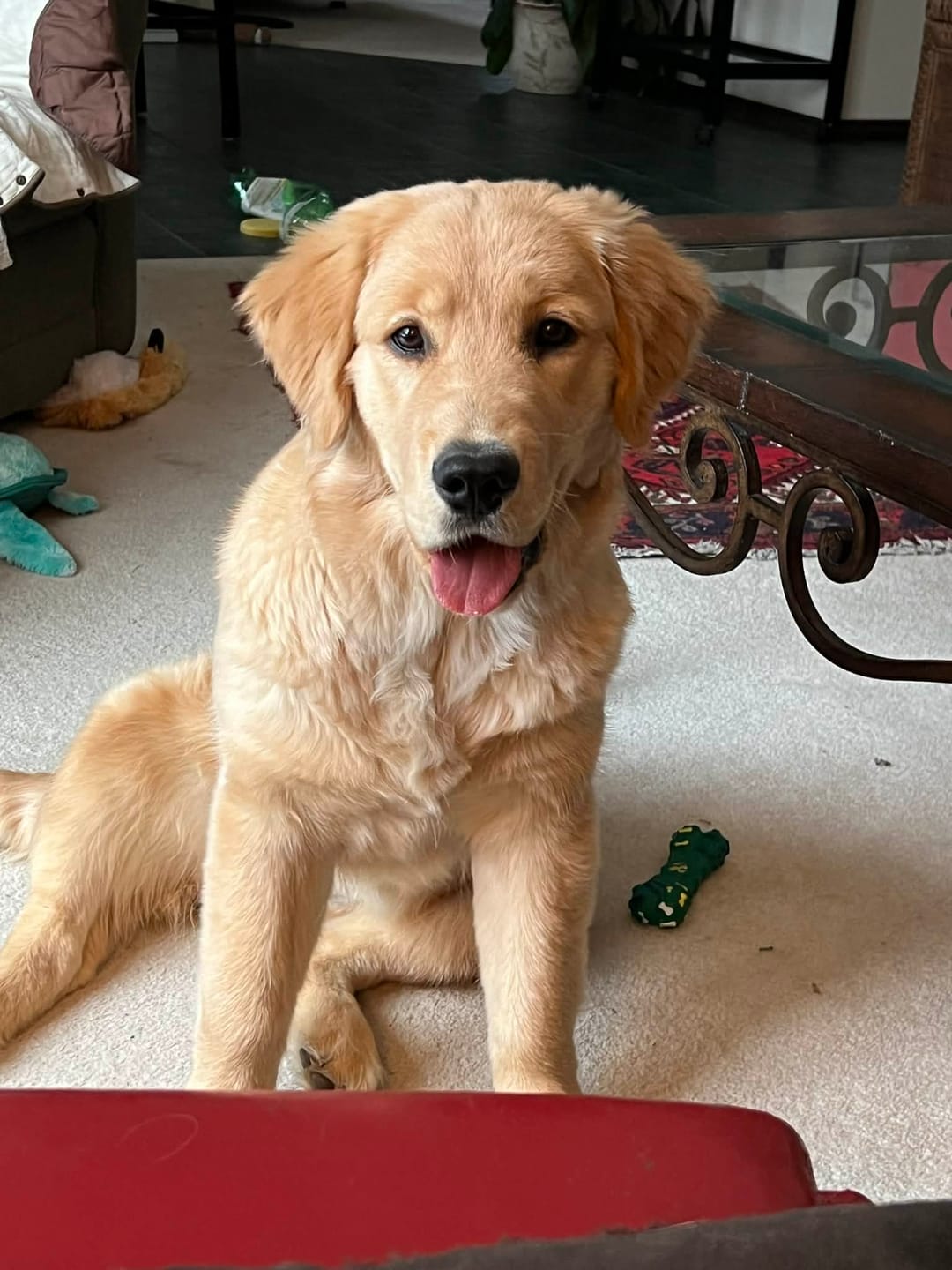 Customer photo review of 12 Inch Standard Bully Stick