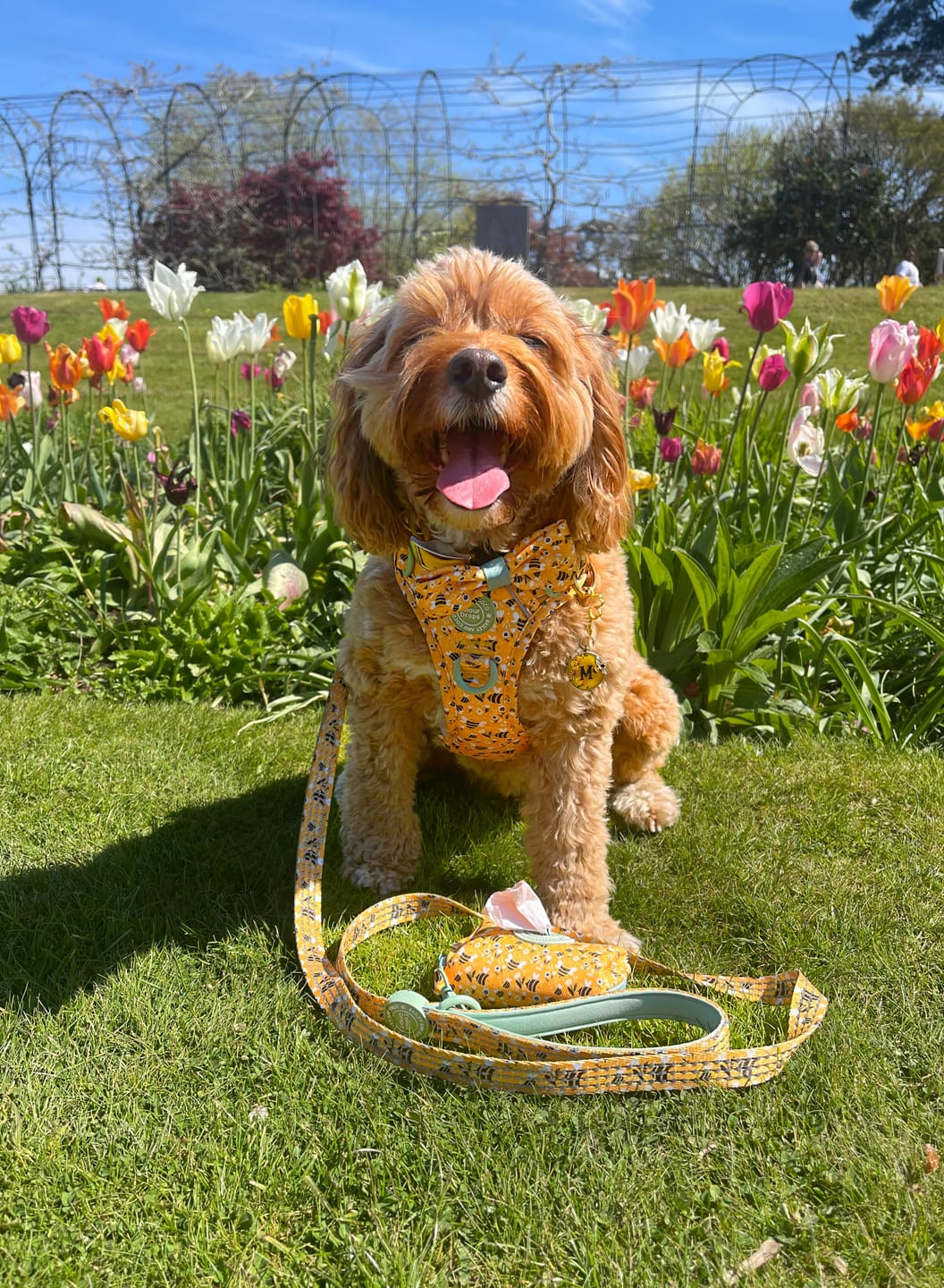 Customer photo review of Trail & Glow Dog Lead 5ft - Colour Drops - Wanna-Bee