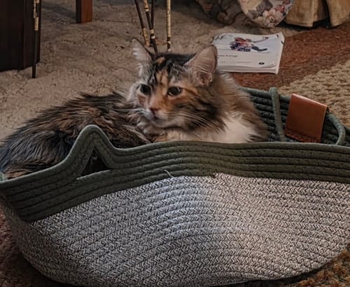 Customer photo review of Instinct Basket | Meet the first research-backed natural territory for indoor cats