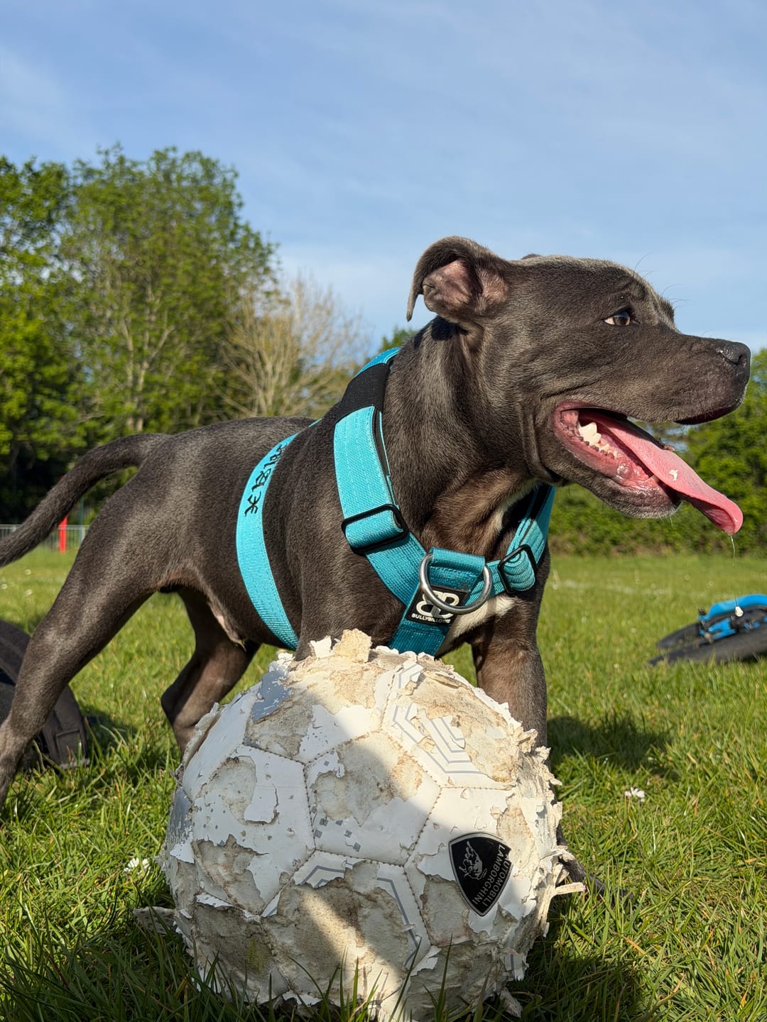 Customer photo review of Dog ID Attachment Tag (6 Colour Choices)