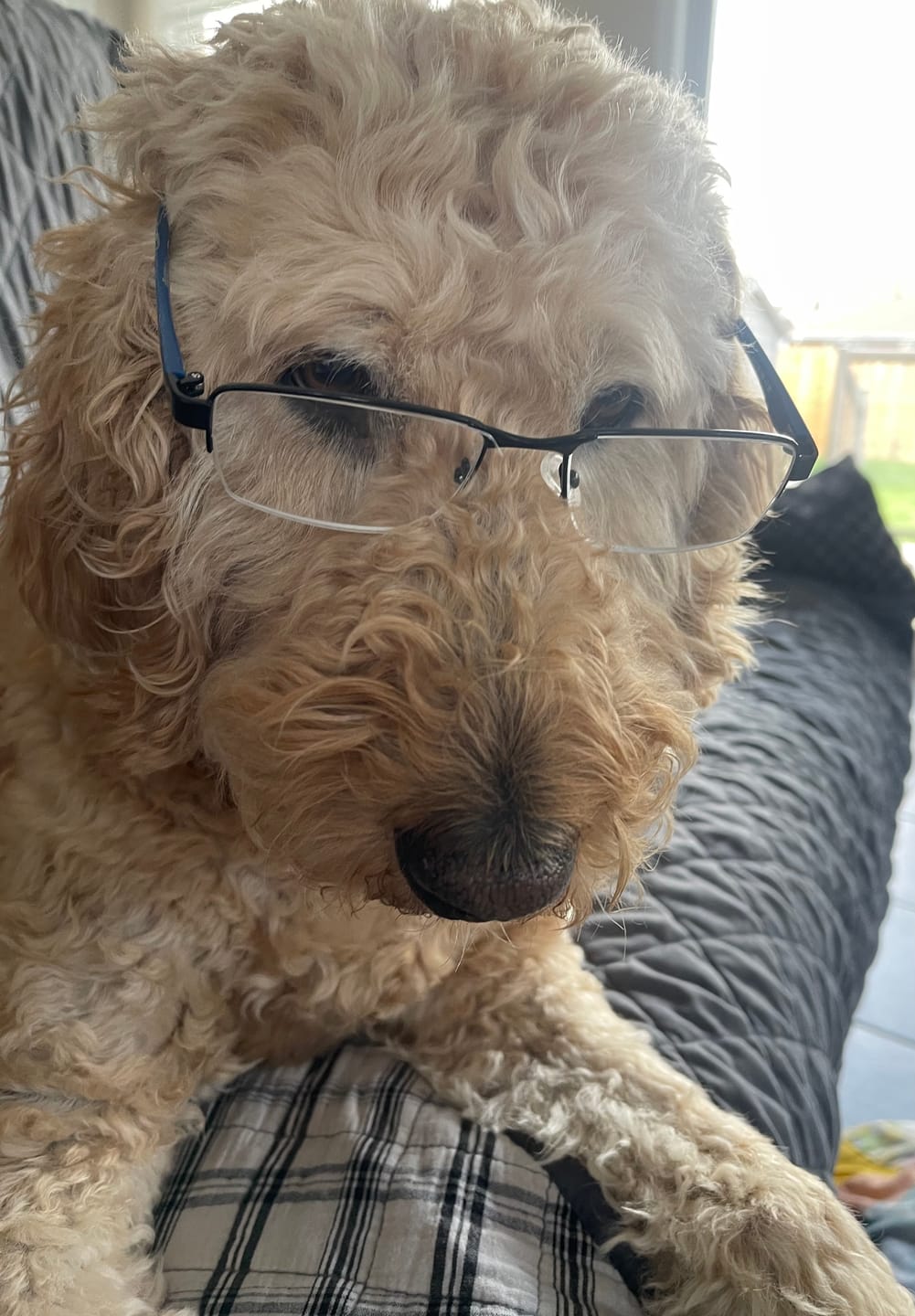 Customer photo review of 6 Inch Thick Braided Bully Stick