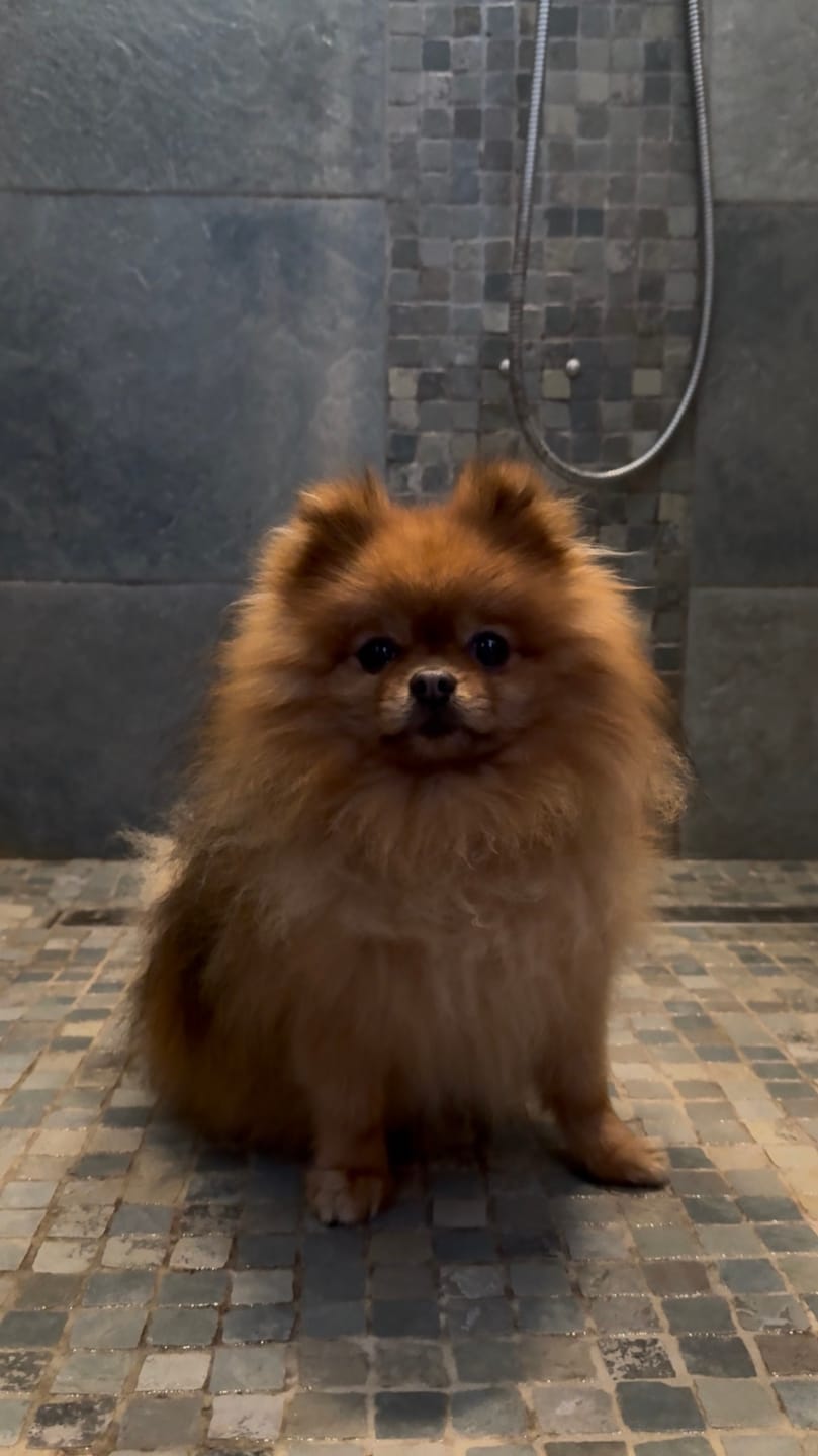 Customer photo review of SPRITZINO, Shampoo per cani volumizzante antimuta per pelo tipo spitz e primitivo