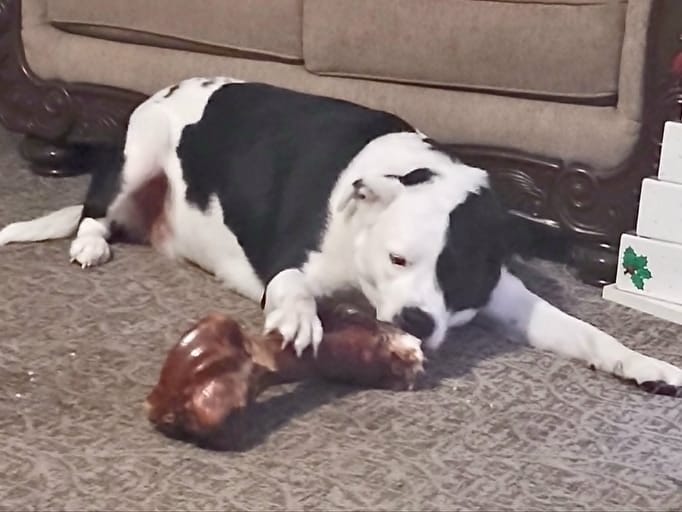 Customer photo review of Smoked Dinosaur Bones