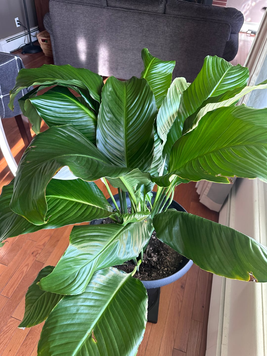 Customer photo review of Plant Food