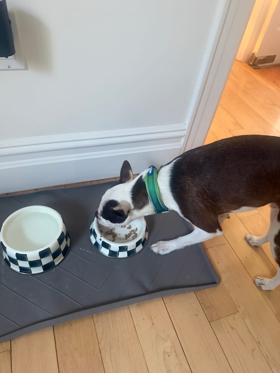 Customer photo review of Cushioned Martingale Collars