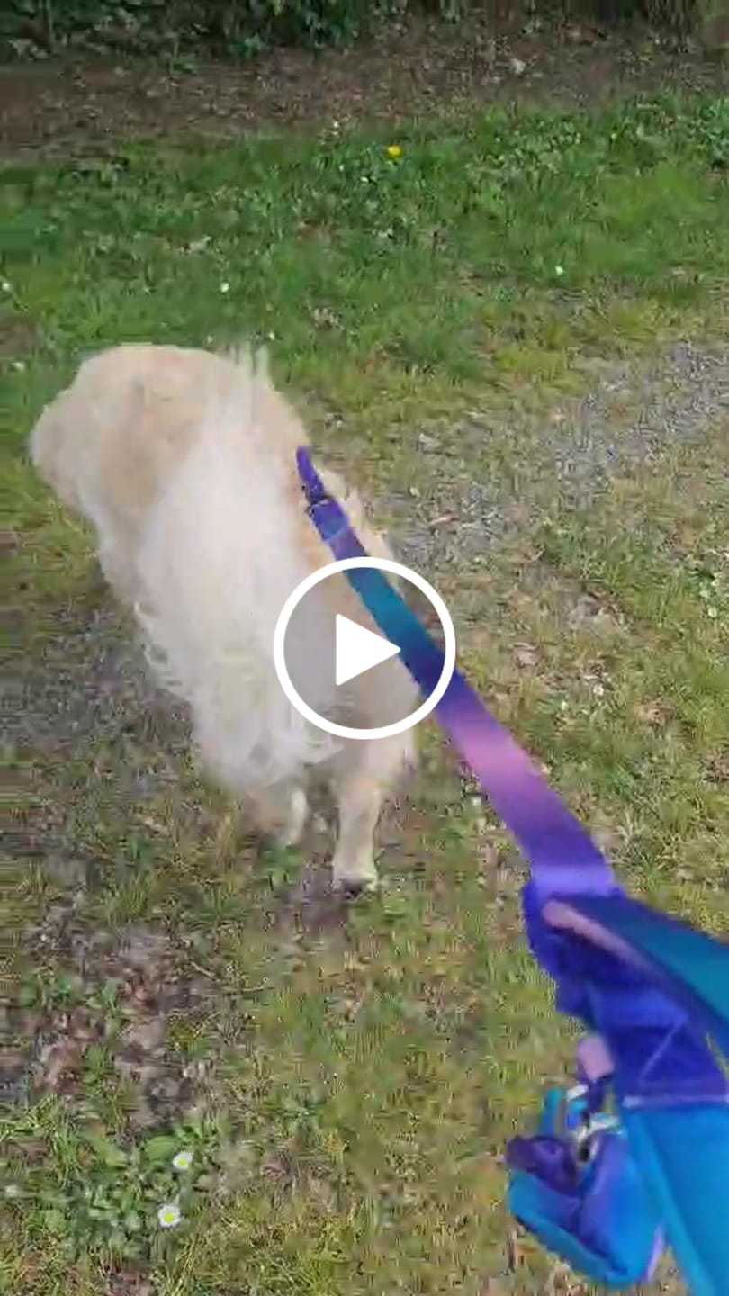 Customer video review of Multipurpose Seatbelt Handsfree Leash & Poop Bag Holder Set - 90s Retro