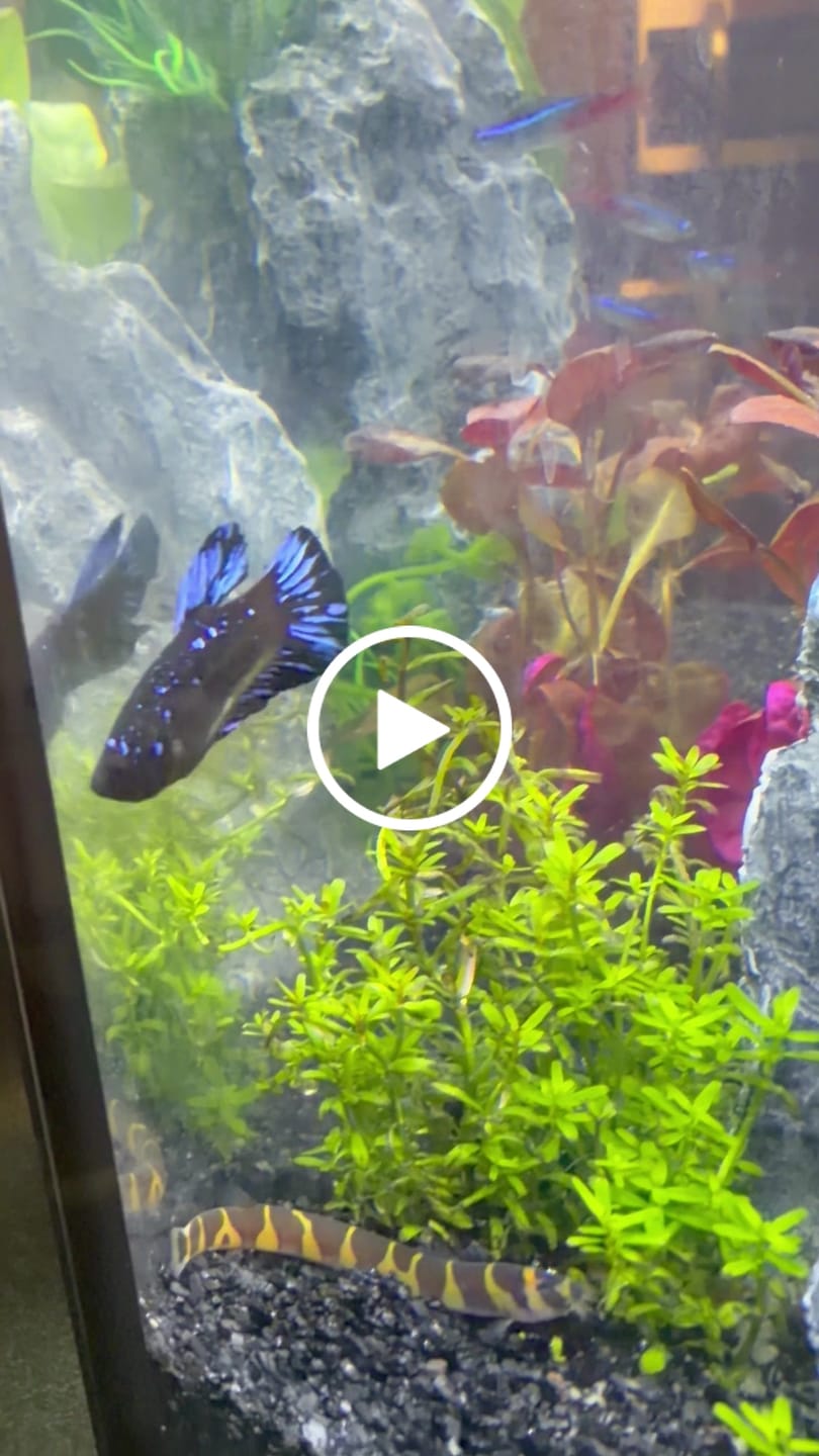 Customer video review of Rare Avatar Betta Fish (Male)