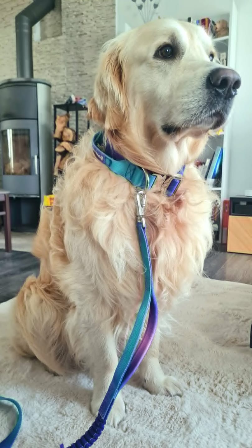 Customer photo review of Comfort Control Collar - 90s Retro
