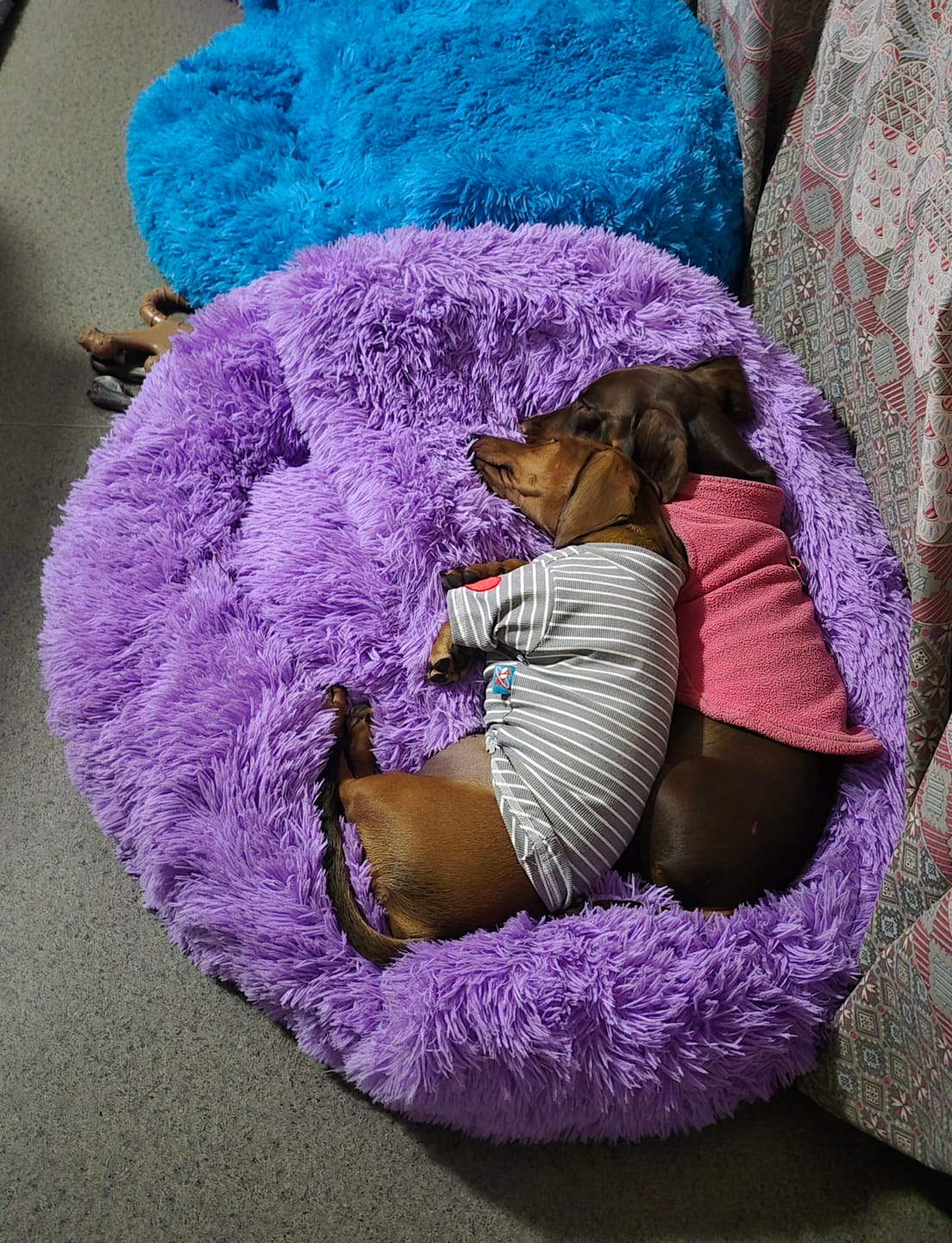 Customer photo review of Dachy-Doo Burrow Bed™